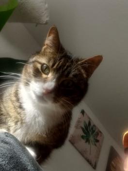Babechi Bild von Babechi