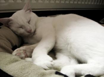 Snowy Bild von Snowy