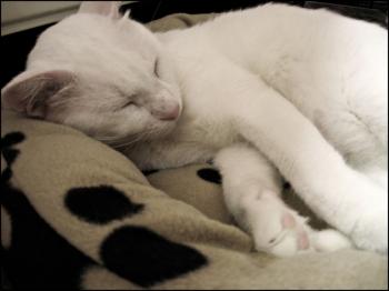 Snowy Bild von Snowy