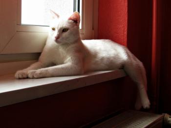 Snowy Bild von Snowy