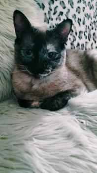 Kitty Bild von Kitty