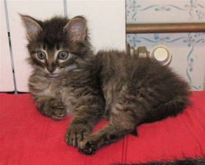 Tom und Jerry Bild von Tom