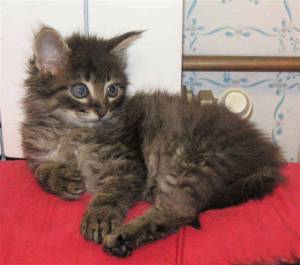 Tom und Jerry Bild von Tom