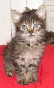 Tom und Jerry Bild von Tom