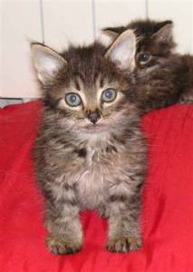 Tom und Jerry Bild von Tom