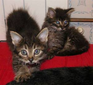 Tom und Jerry Bild von Tom