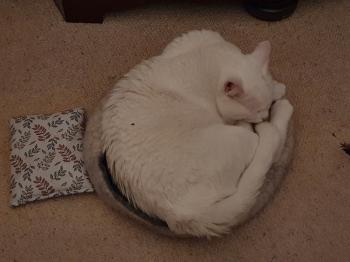Casper Bild von Casper