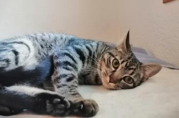 Ray Bild von Ray
