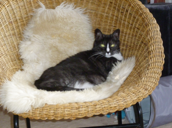 Susi Bild von Susi