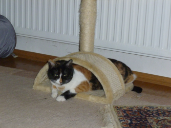 Petula Bild von Petula