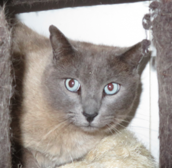 Silver Bild von Silver