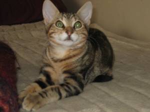 Ankor Bild von Ankor