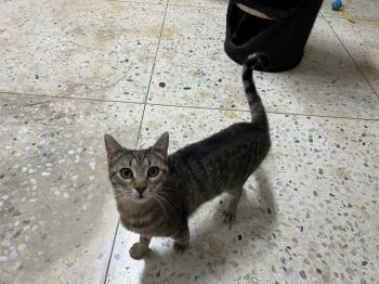 Tigre Bild von Tigre