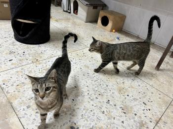 Tigre Bild von Tigre