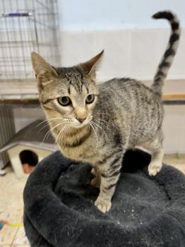 Tigre Bild von Tigre
