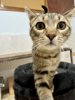 Tigre Bild von Tigre