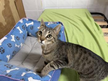 Tigre Bild von Tigre