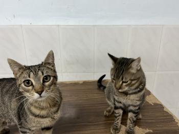 Tigre Bild von Tigre