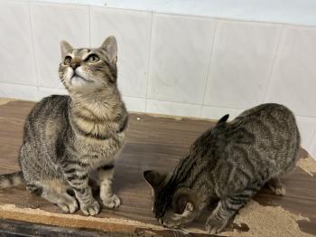 Tigre Bild von Tigre