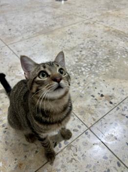 Tigre Bild von Tigre