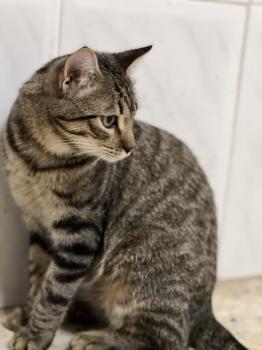 Tigre Bild von Tigre