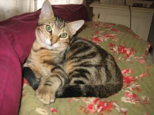 Ankor Bild von Ankor