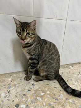 Tigre Bild von Tigre