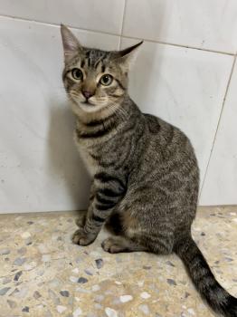 Tigre Bild von Tigre