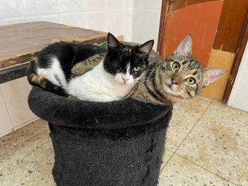 Tigre Bild von Tigre