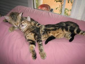 Ankor Bild von Ankor