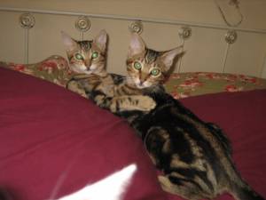 Ankor Bild von Ankor
