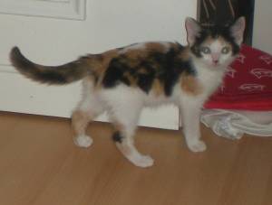 Picasa Bild von Picasa