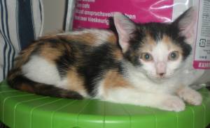 Picasa Bild von Picasa