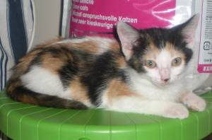 Picasa Bild von Picasa