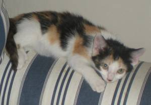 Picasa Bild von Picasa