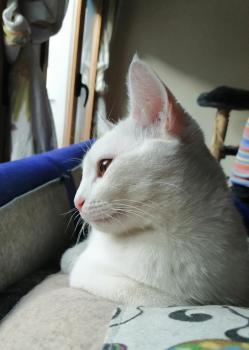 Blanqui Bild von Blanqui
