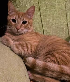Simba Bild von Simba