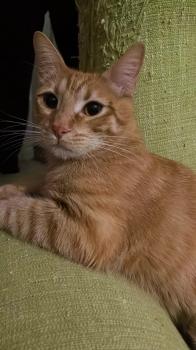 Simba Bild von Simba