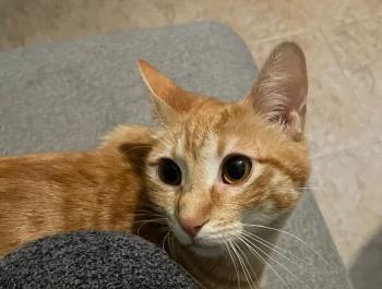 Nala Bild von Nala