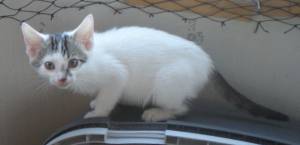 Henry Bild von Henry