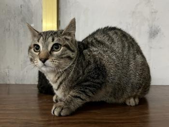 Pitufo Bild von Pitufo