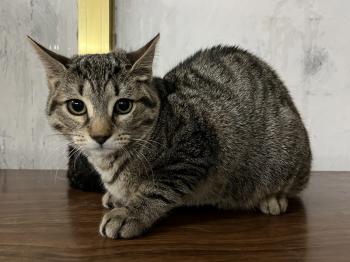 Pitufo Bild von Pitufo