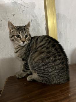 Pitufo Bild von Pitufo