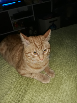 Mango Bild von Mango