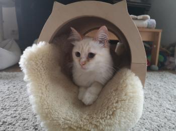 Runa Bild von Runa