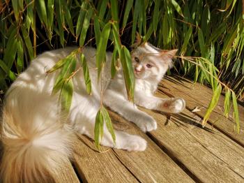 Runa Bild von Runa