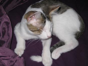 Magoo Bild von Magoo