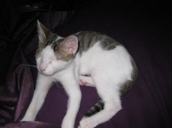 Magoo Bild von Magoo