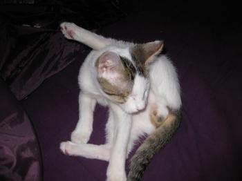 Magoo Bild von Magoo