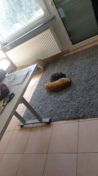 Fritz Bild von Fritz